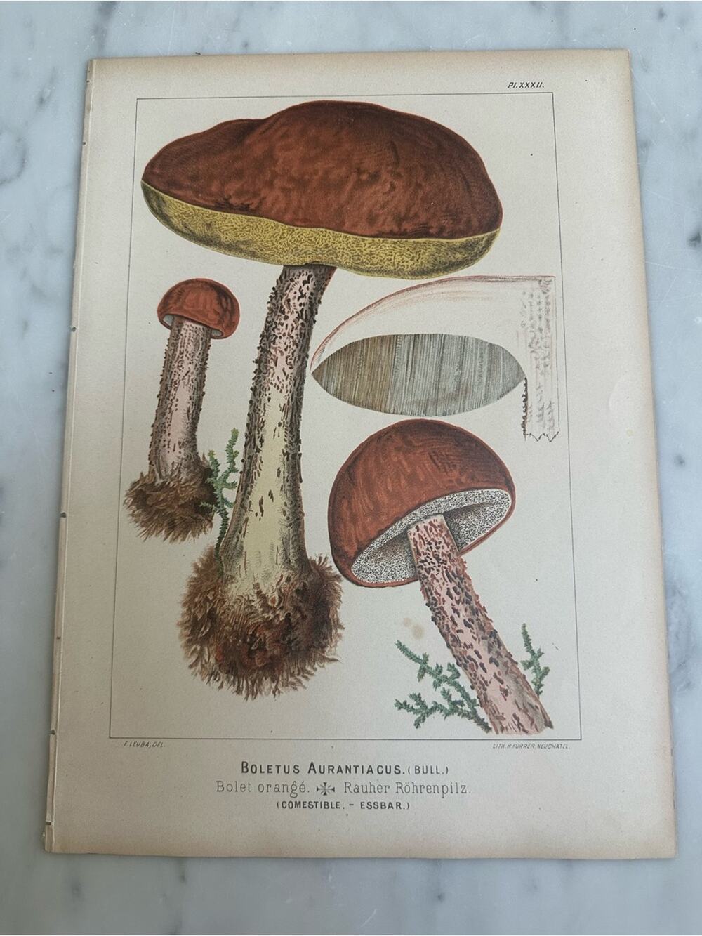 1890 Fritz Leuba Mushroom Chromolithograph Plate